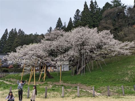 令和6年 臥龍桜開花情報